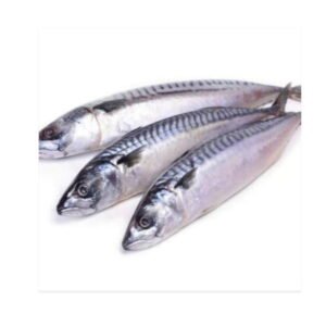 Mackerel Fish